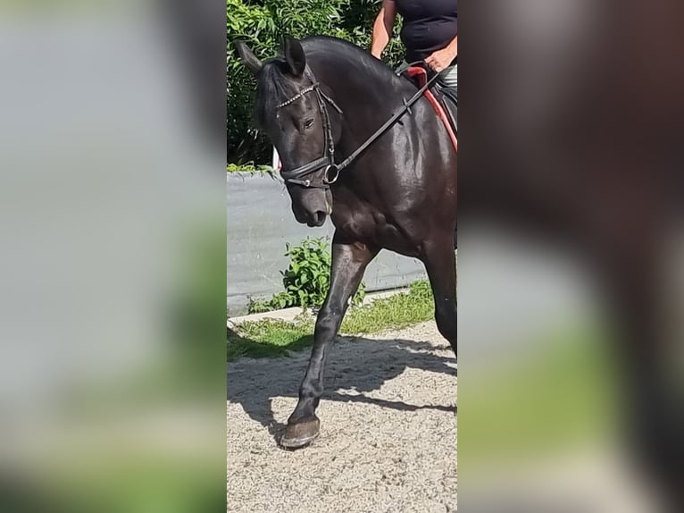Kladruber Caballo castrado 12 años 165 cm Negro in Simbach am Inn
