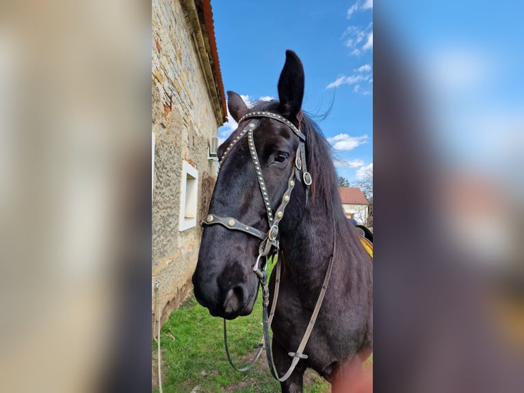 Kladruber Caballo castrado 13 años 175 cm Negro in Mšené Lázně