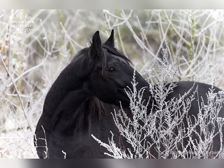 Kladruber Caballo castrado 5 años 162 cm Negro in Bad Vilbel