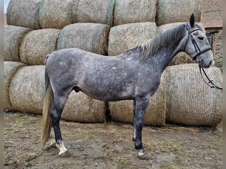 Kladruber Caballo castrado 5 años 164 cm Porcelana in Neveklov