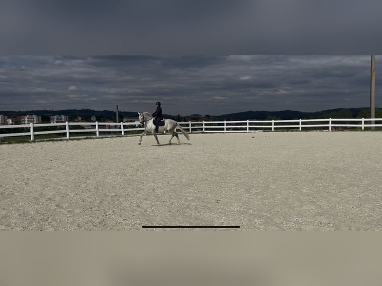 Kladruber Caballo castrado 5 años 168 cm White/Blanco in Byst&#x159;ice nad Pern&#x161;tejnem