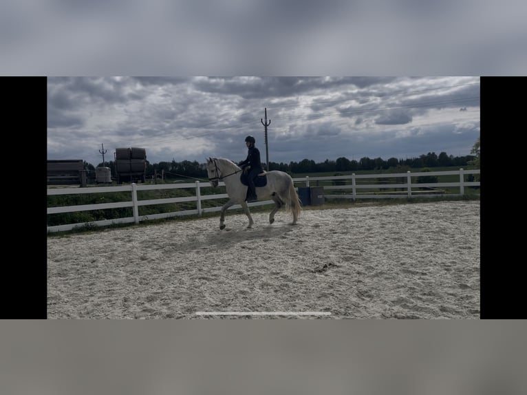 Kladruber Caballo castrado 5 años 168 cm White/Blanco in Byst&#x159;ice nad Pern&#x161;tejnem