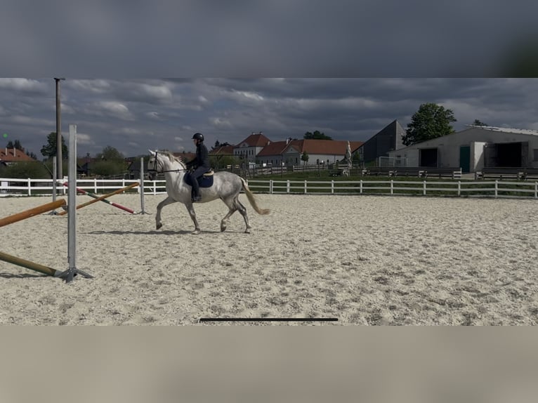 Kladruber Caballo castrado 5 años 168 cm White/Blanco in Byst&#x159;ice nad Pern&#x161;tejnem