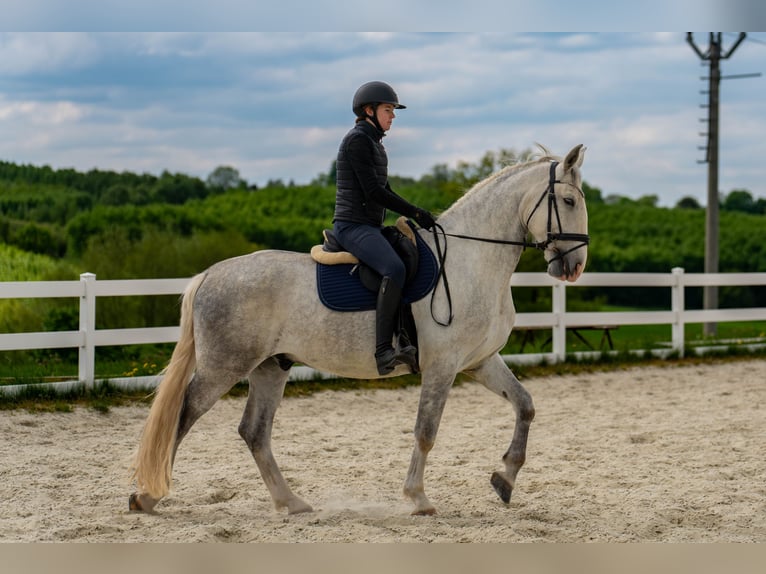 Kladruber Caballo castrado 5 años 168 cm White/Blanco in Byst&#x159;ice nad Pern&#x161;tejnem