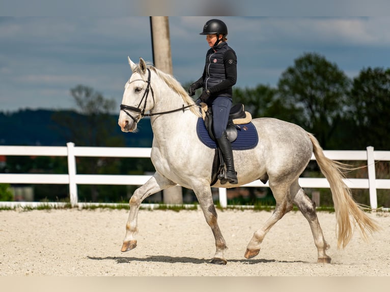Kladruber Caballo castrado 5 años 168 cm White/Blanco in Byst&#x159;ice nad Pern&#x161;tejnem