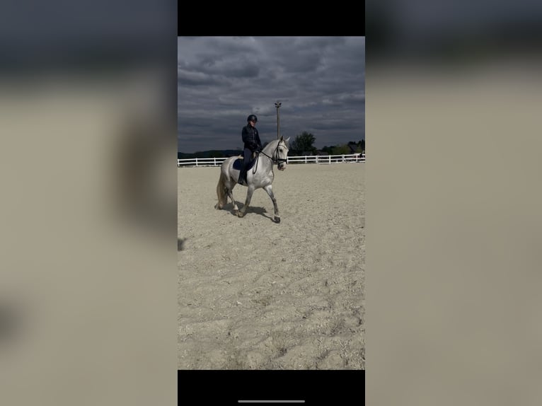 Kladruber Caballo castrado 5 años 168 cm White/Blanco in Byst&#x159;ice nad Pern&#x161;tejnem