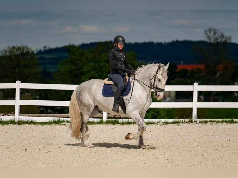 Kladruber Caballo castrado 5 años 168 cm White/Blanco in Byst&#x159;ice nad Pern&#x161;tejnem