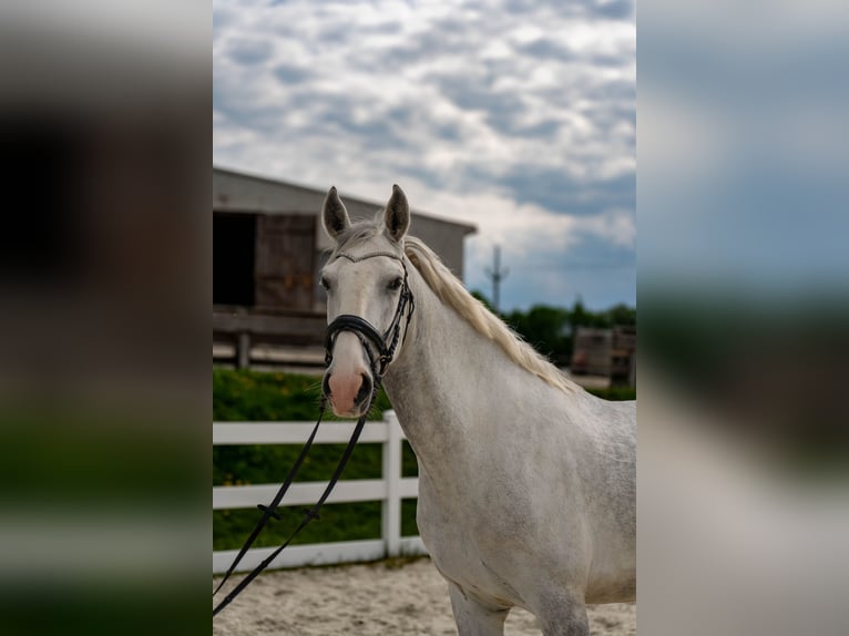 Kladruber Caballo castrado 5 años 168 cm White/Blanco in Byst&#x159;ice nad Pern&#x161;tejnem