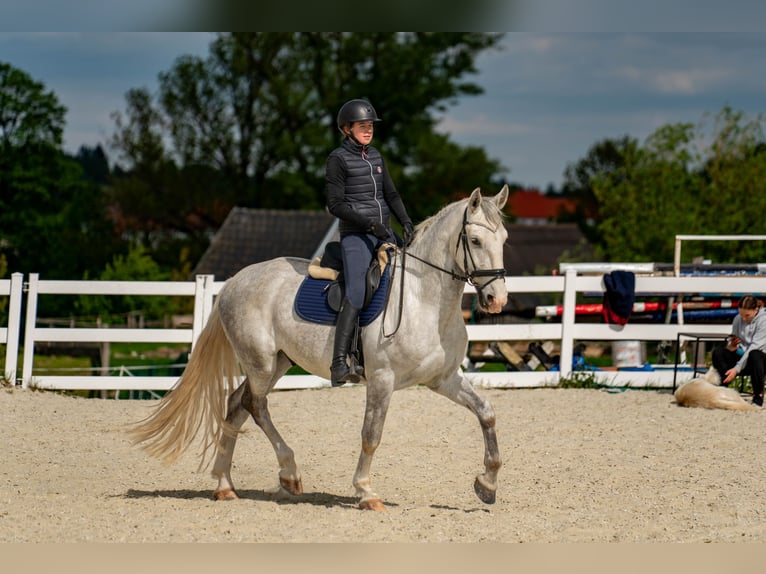 Kladruber Caballo castrado 5 años 168 cm White/Blanco in Byst&#x159;ice nad Pern&#x161;tejnem