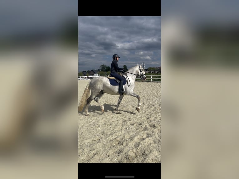 Kladruber Caballo castrado 5 años 168 cm White/Blanco in Byst&#x159;ice nad Pern&#x161;tejnem