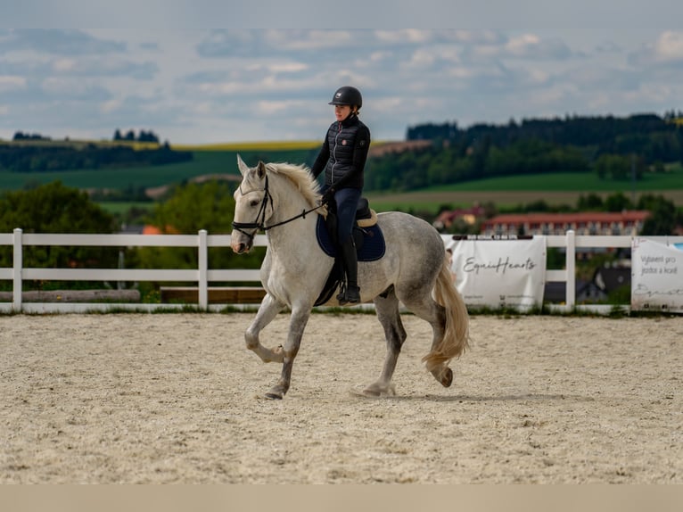 Kladruber Caballo castrado 5 años 168 cm White/Blanco in Byst&#x159;ice nad Pern&#x161;tejnem