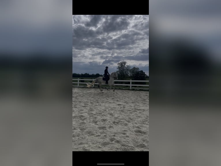Kladruber Caballo castrado 5 años 168 cm White/Blanco in Byst&#x159;ice nad Pern&#x161;tejnem