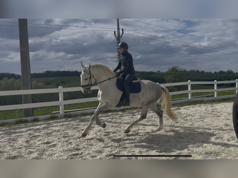 Kladruber Caballo castrado 5 años 168 cm White/Blanco in Byst&#x159;ice nad Pern&#x161;tejnem