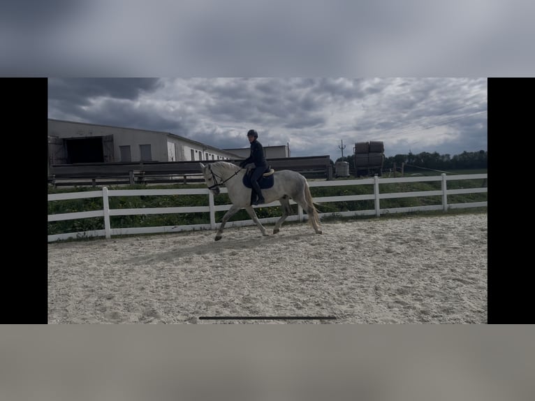 Kladruber Caballo castrado 5 años 168 cm White/Blanco in Byst&#x159;ice nad Pern&#x161;tejnem