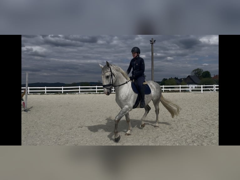 Kladruber Caballo castrado 5 años 168 cm White/Blanco in Byst&#x159;ice nad Pern&#x161;tejnem