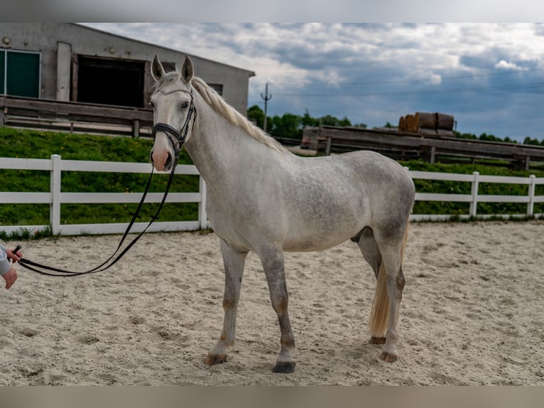 Kladruber Caballo castrado 5 años 168 cm White/Blanco in Byst&#x159;ice nad Pern&#x161;tejnem