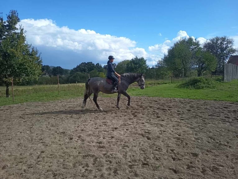 Kladruber Caballo castrado 6 años 164 cm Porcelana in Neveklov