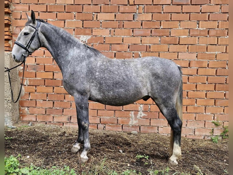 Kladruber Caballo castrado 6 años 164 cm Porcelana in Neveklov