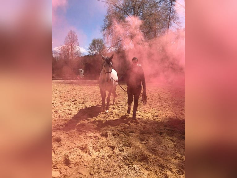 Kladruber Caballo castrado 8 años 172 cm White/Blanco in Děčín