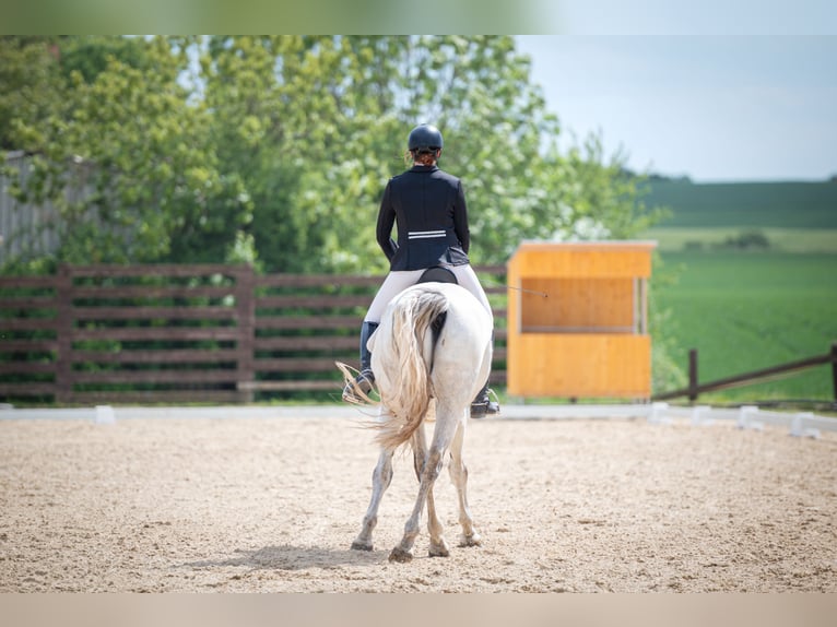 Kladruber Caballo castrado 8 años 172 cm White/Blanco in Děčín