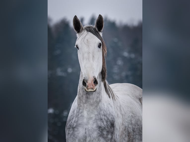 Kladruber Caballo castrado 8 años 172 cm White/Blanco in Děčín