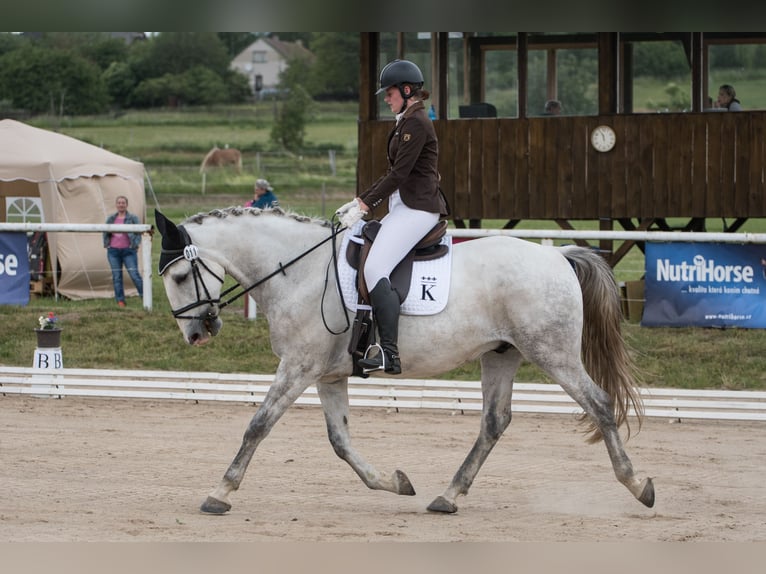 Kladruber Caballo castrado 8 años 172 cm White/Blanco in Děčín
