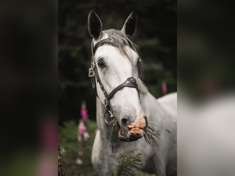 Kladruber Caballo castrado 8 años 172 cm White/Blanco in Děčín