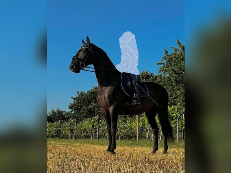 Kladruber Caballo castrado 9 años 170 cm Castaño oscuro in Zlate Moravce