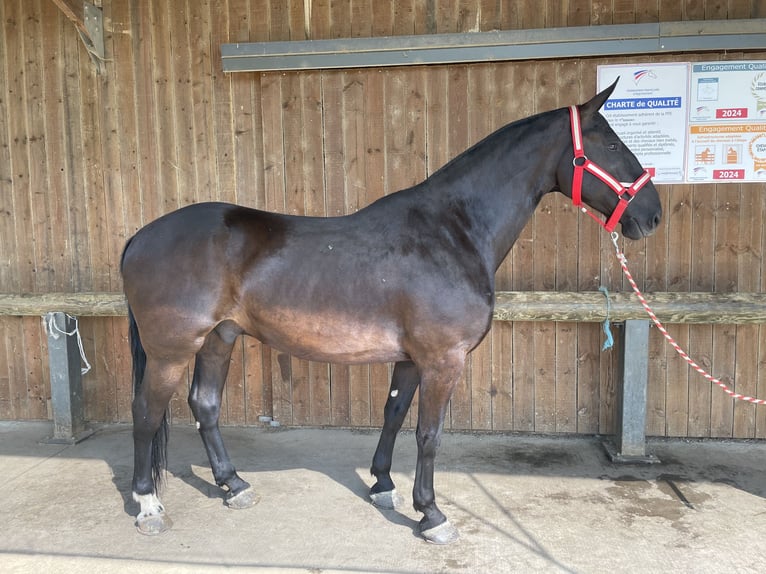 Kladruber Caballo castrado 9 años 175 cm Negro in Steinsoultz