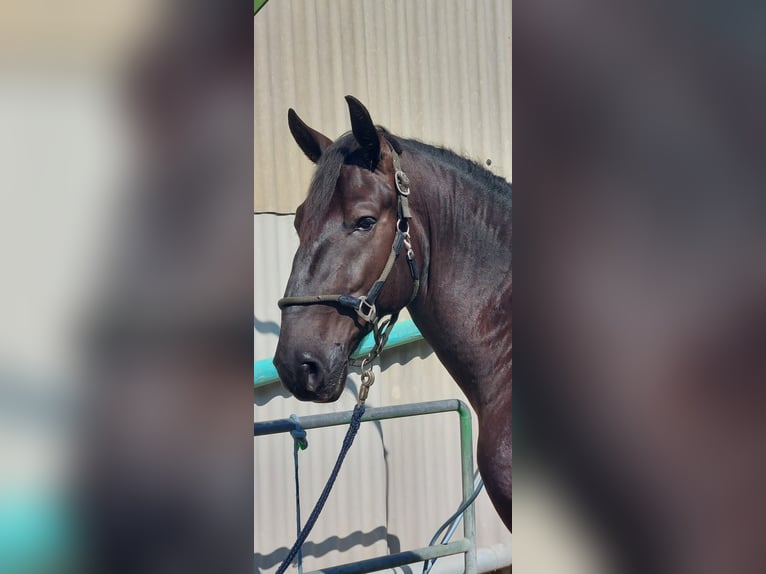 Kladruber Castrone 4 Anni 170 cm Morello in Garching bei M&#xFC;nchen