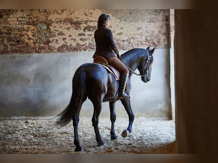 Kladruber Castrone 5 Anni 162 cm Morello in Bad Vilbel