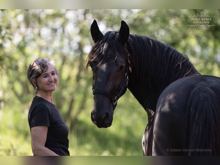 Kladruber Castrone 5 Anni 162 cm Morello in Bad Vilbel