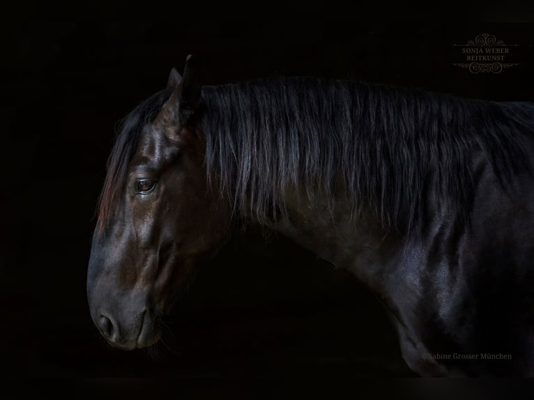 Kladruber Castrone 5 Anni 162 cm Morello in Bad Vilbel