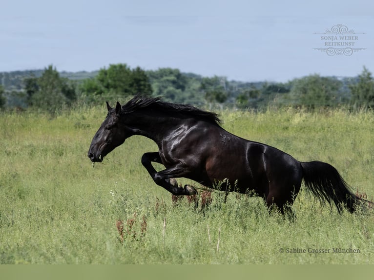 Kladruber Castrone 5 Anni 162 cm Morello in Bad Vilbel