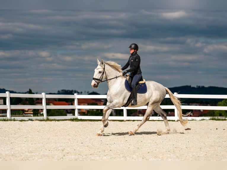 Kladruber Castrone 5 Anni 168 cm Bianco in Byst&#x159;ice nad Pern&#x161;tejnem