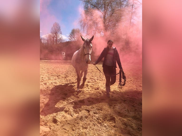 Kladruber Castrone 7 Anni 172 cm Bianco in D&#x11B;&#x10D;&#xED;n