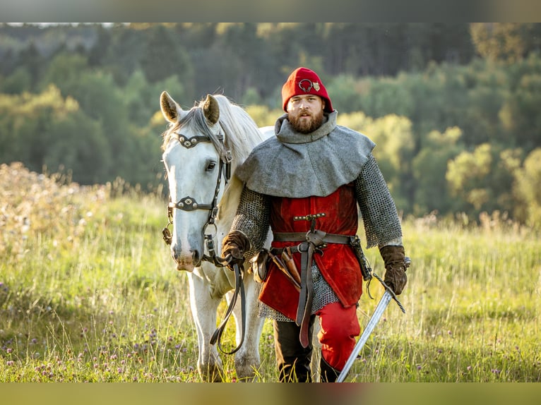 Kladruber Castrone 7 Anni 172 cm Bianco in D&#x11B;&#x10D;&#xED;n
