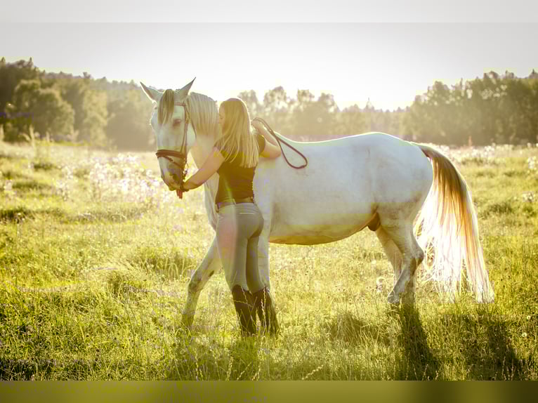 Kladruber Castrone 7 Anni 172 cm Bianco in D&#x11B;&#x10D;&#xED;n