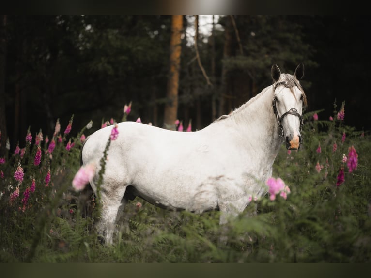 Kladruber Castrone 8 Anni 172 cm Bianco in Děčín