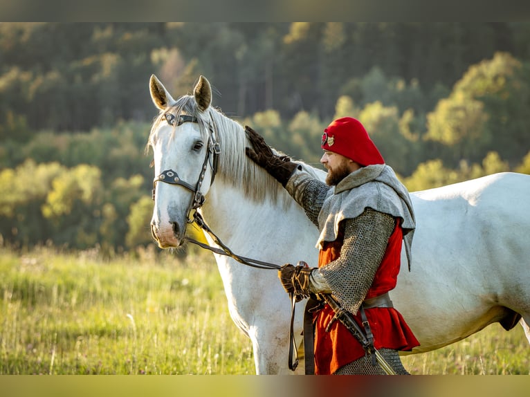 Kladruber Castrone 8 Anni 172 cm Bianco in Děčín