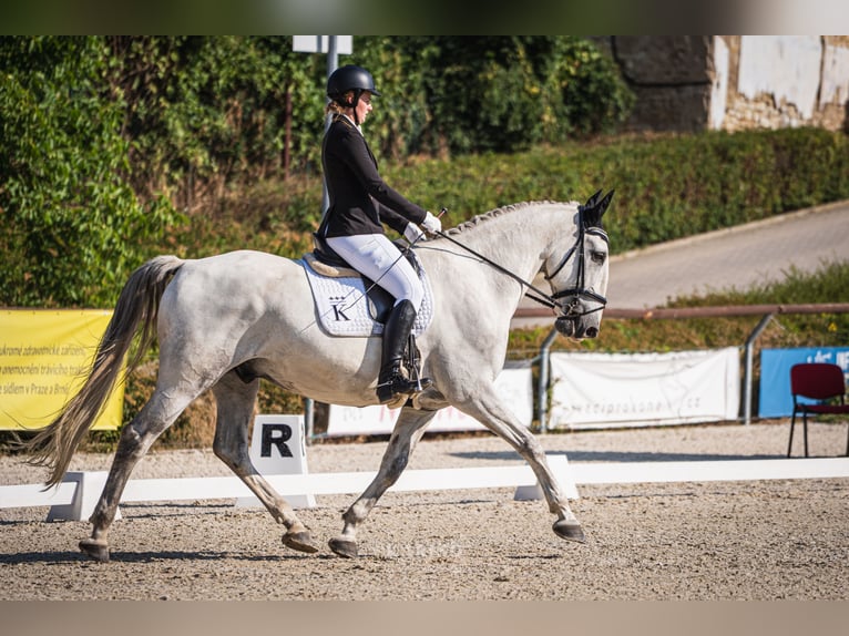 Kladruber Castrone 8 Anni 172 cm Bianco in Děčín