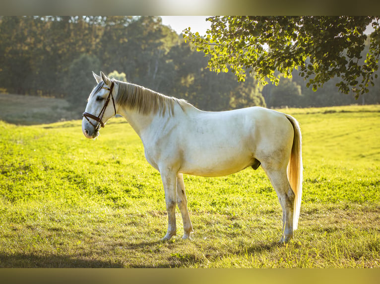 Kladruber Castrone 8 Anni 172 cm Bianco in Děčín