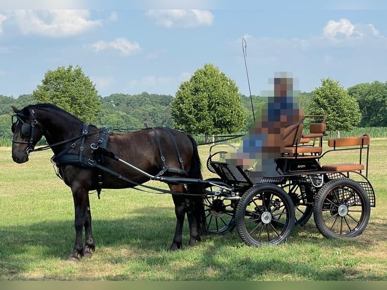 Kladruber Castrone 9 Anni 170 cm Baio scuro in Zlate Moravce