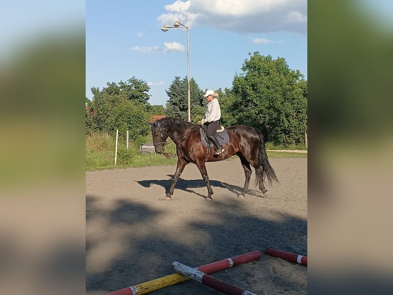 Kladruber Castrone 9 Anni 185 cm Morello in Prague