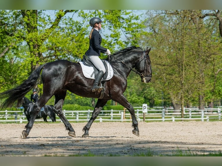 Kladruber Étalon 10 Ans 166 cm Noir in Havlíčkův Brod