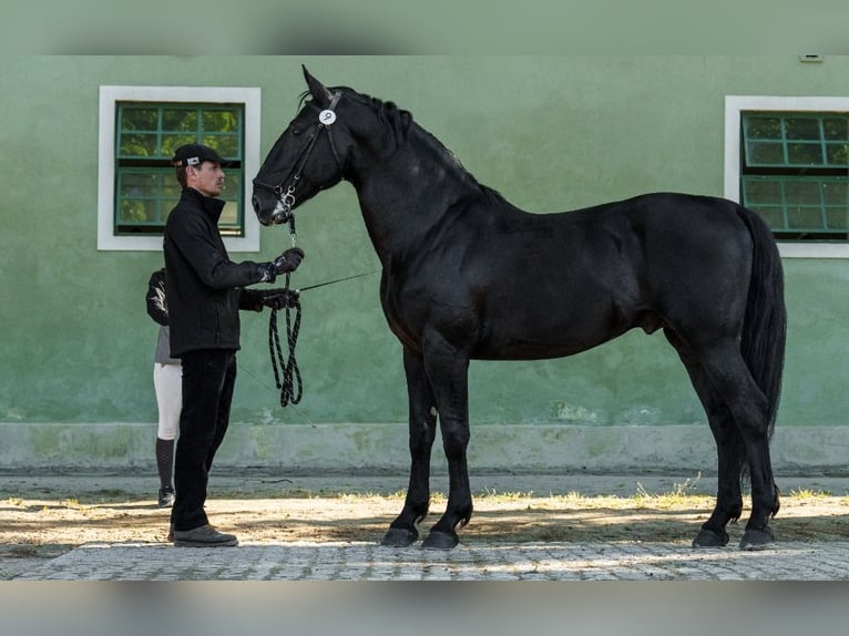 Kladruber Étalon 10 Ans 166 cm Noir in Havlíčkův Brod