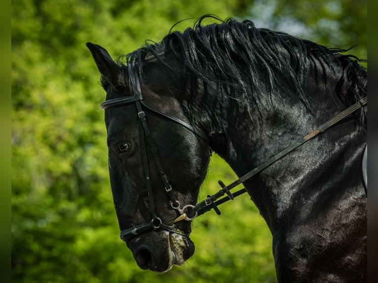 Kladruber Étalon 10 Ans 166 cm Noir in Havlíčkův Brod