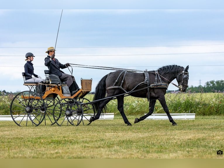 Kladruber Étalon 10 Ans 166 cm Noir in Havlíčkův Brod