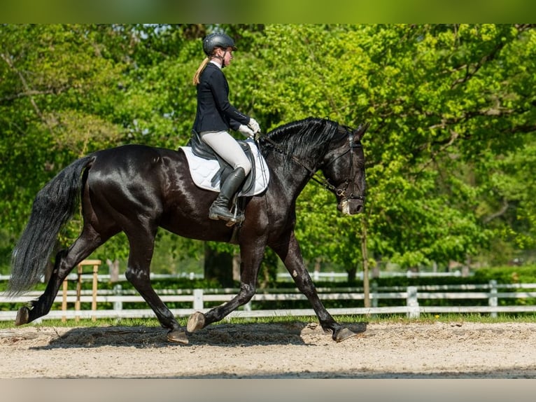 Kladruber Étalon 10 Ans 166 cm Noir in Havlíčkův Brod