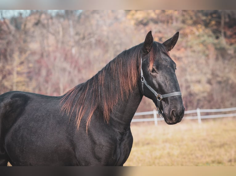 Kladruber Étalon 2 Ans Noir in Brno